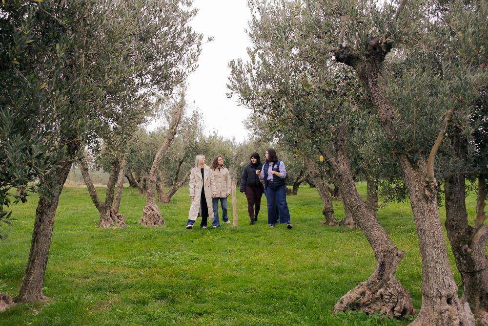 Cuatro chicas andando entre olivos